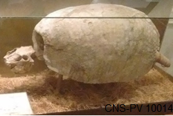 Cranithlastus xibiensis Arias, Alonso y Malanca, 1979