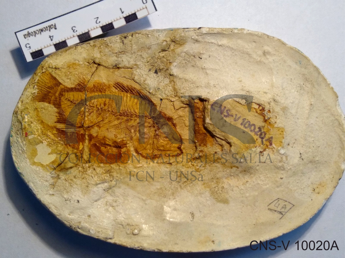 Proterocara Argentina Malabarba, Zuleta y Del Papa 2006