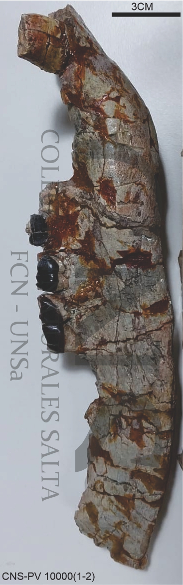 Albertogaudrya? carahuasensis Carbajal, Pascual, Pinedo, Salfity y Vucetich, 1977