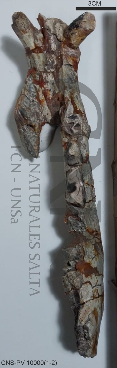 Albertogaudrya? carahuasensis Carbajal, Pascual, Pinedo, Salfity y Vucetich, 1977