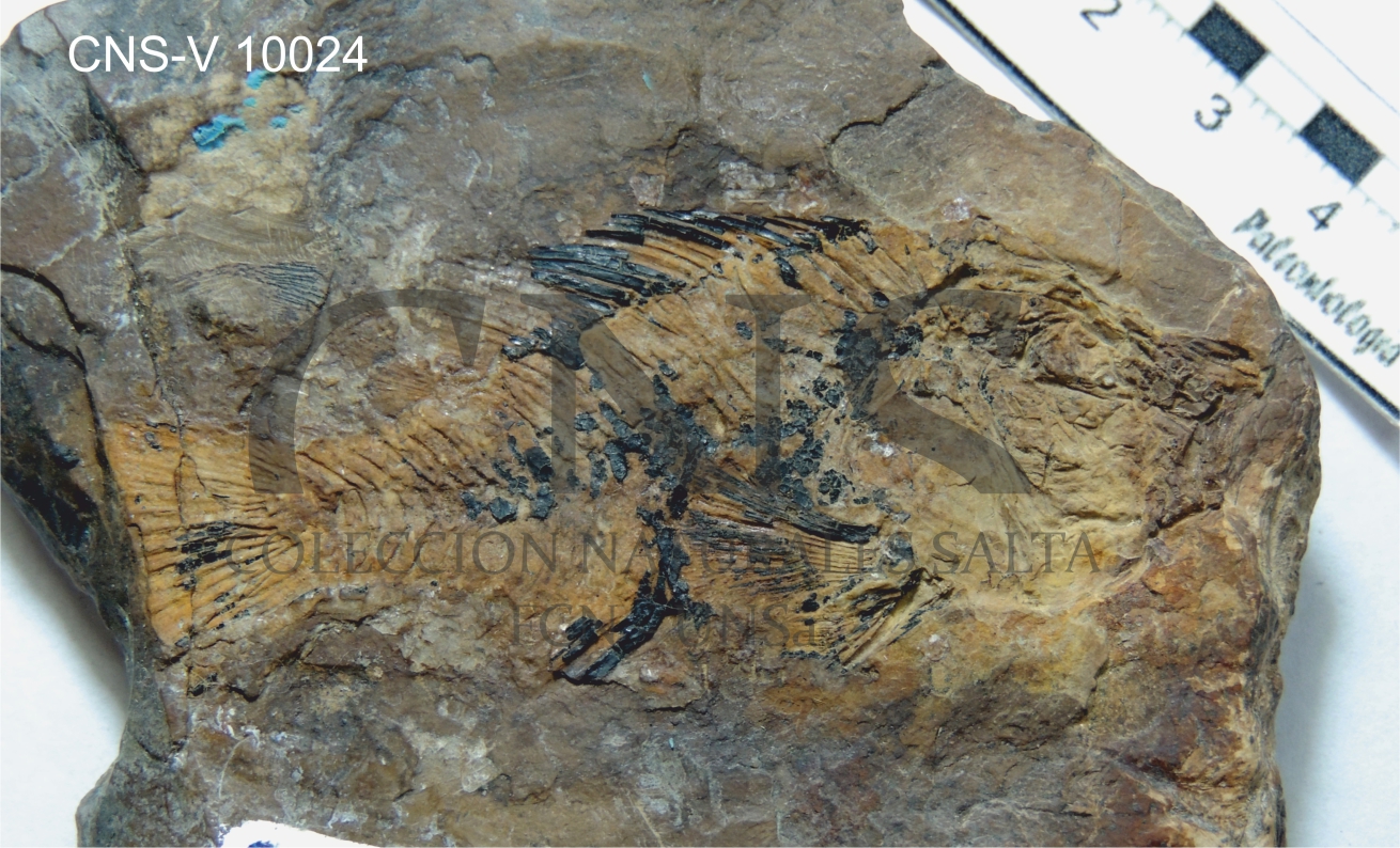 Gymnogeophagus eocenicus Malabarba M., Malabarba L. y Del Papa, 2010